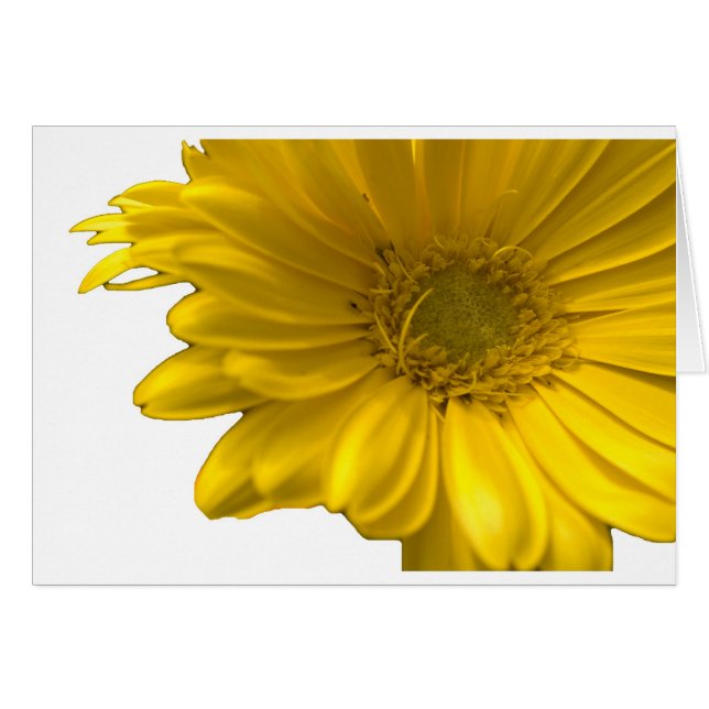 Yellow Gerbera Daisy (Anverso (Horizontal))