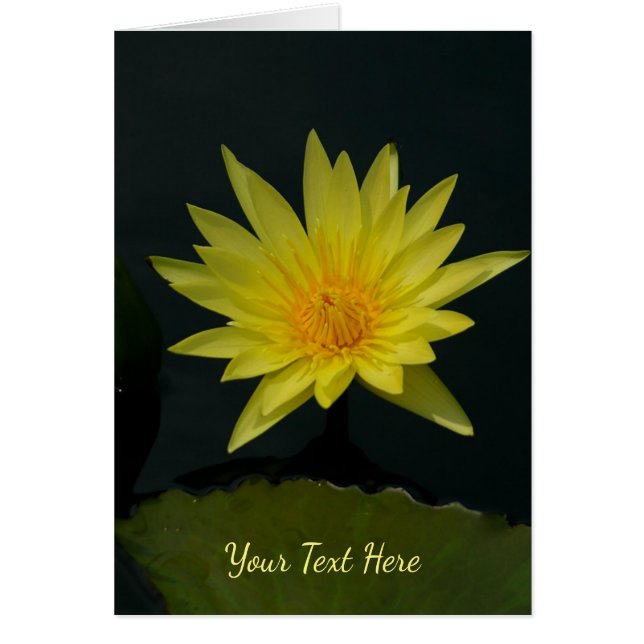 Yellow Lotus Waterlily (Frente)