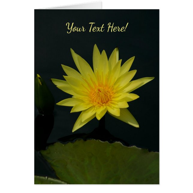 Yellow Lotus Waterlily (Frente)