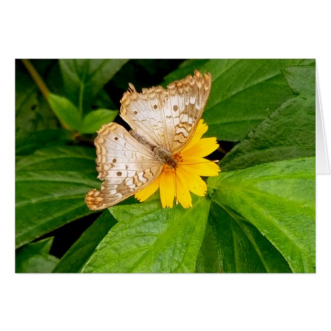 yellow white butterfly moth (Anverso (Horizontal))