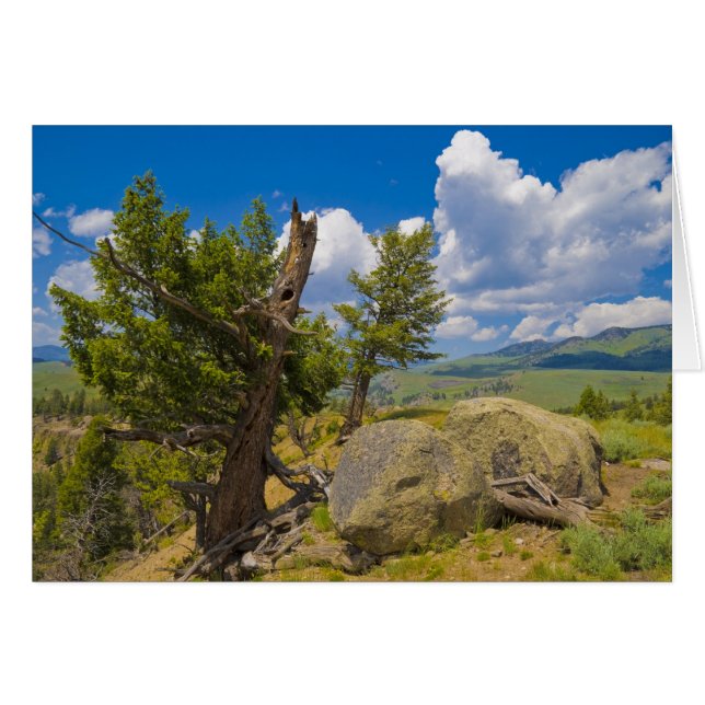 Yellowstone Boulder (Anverso (Horizontal))