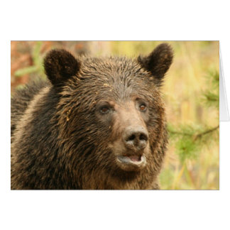 Yellowstone grizzley