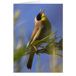 Yellowthroat común