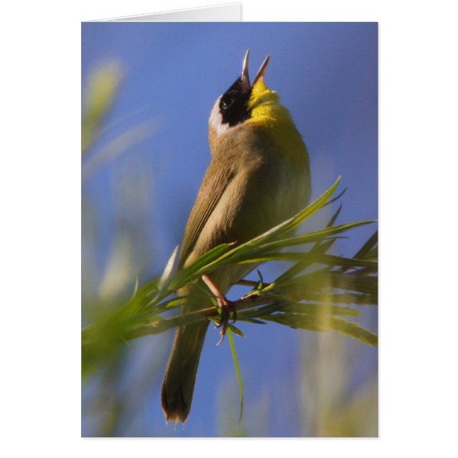 Yellowthroat común (Frente)