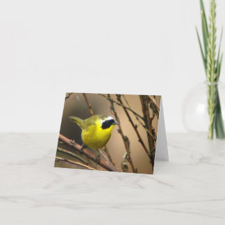 Yellowthroat común • Joe Sweeney - tarjeta
