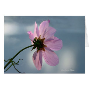 Yielding to Nature: Cosmos