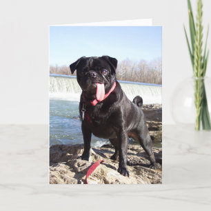 Yogi la tarjeta de saludo de Pug- Felicitaciones