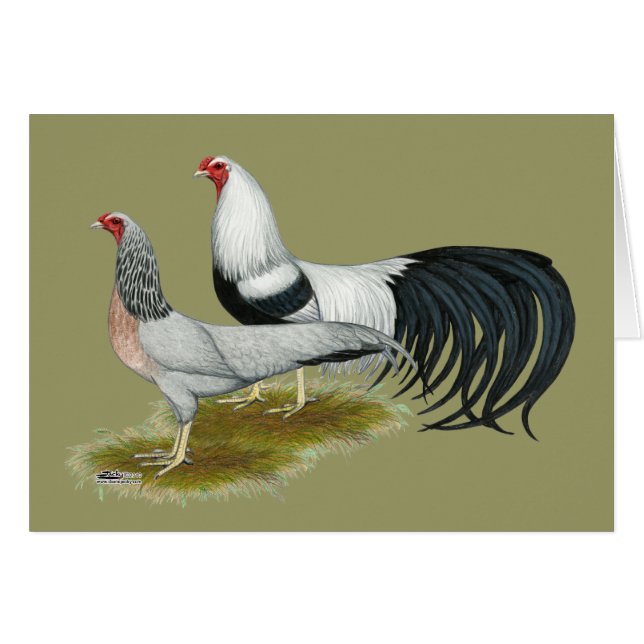 Yokohama: Par de Duckwing plateado (Anverso (Horizontal))