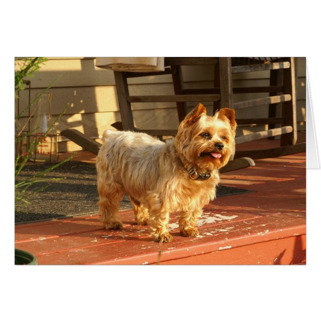 Yorkie (Anverso (Horizontal))