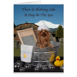 Yorkie Day En Spa
