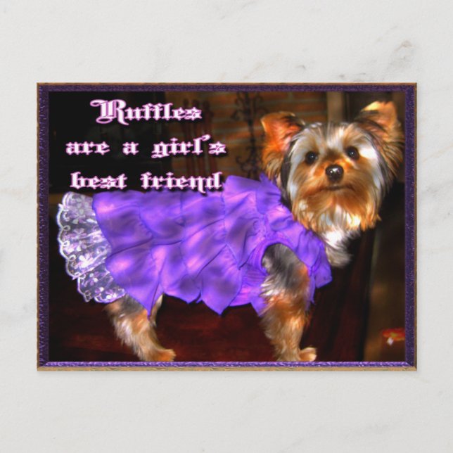 Yorkie en la tarjeta postal Ruffles (Anverso)