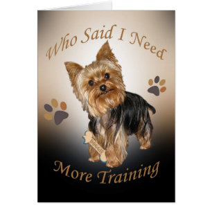 Yorkie necesita entrenar a tarjetas