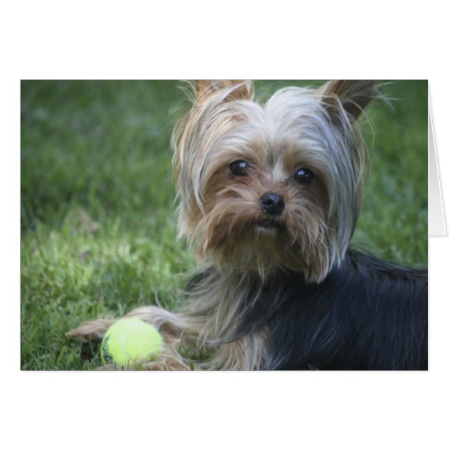 Yorkie Tennis (Anverso (Horizontal))