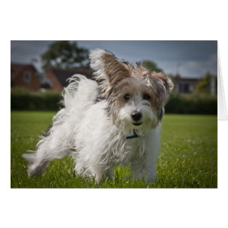 Yorkiepoo