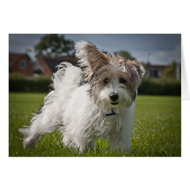 Yorkiepoo (Anverso (Horizontal))