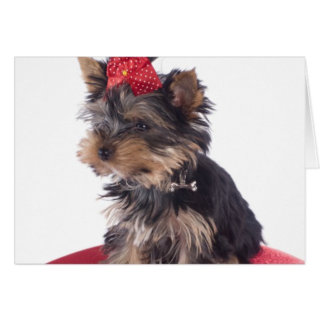 yorkshire (Anverso (Horizontal))