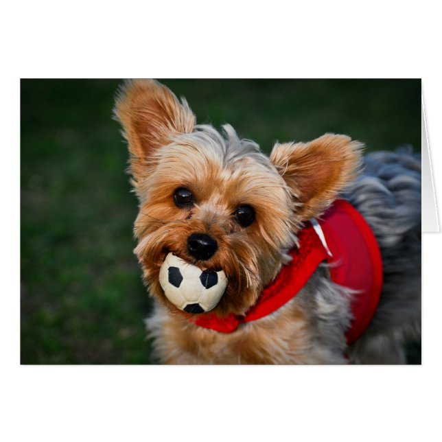 Yorkshire Terrier (Anverso (Horizontal))