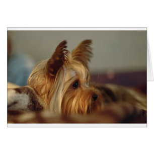 Yorkshire Terrier