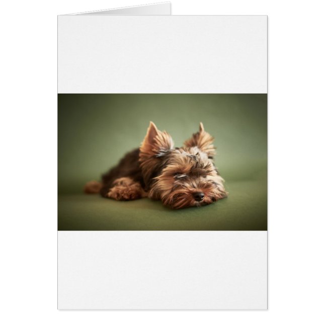 Yorkshire Terrier (Frente)