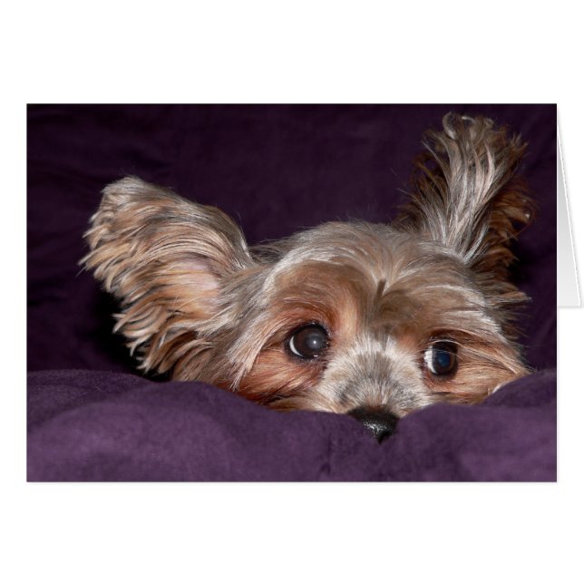 Yorkshire Terrier (Anverso (Horizontal))