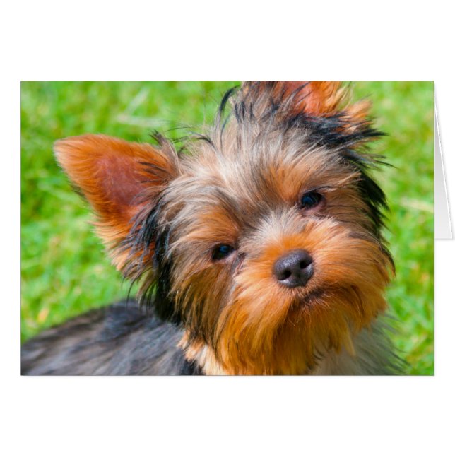 Yorkshire Terrier mirando hacia arriba (Anverso (Horizontal))
