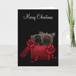 Yorkshire Terrier Navidad