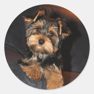Yorkshire Terrier Pegatina