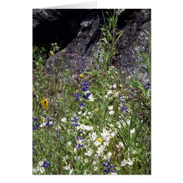 Yosemite en Springtime: Flores silvestres de monta (Frente)