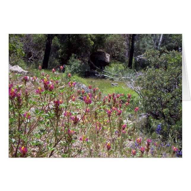 Yosemite en Springtime: Harlequin Lupine (Anverso (Horizontal))