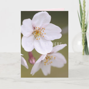 Yoshino Cherry: Tarjetas dobladas