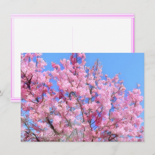 Youkou Cherry: Flat Card (Anverso / Reverso)