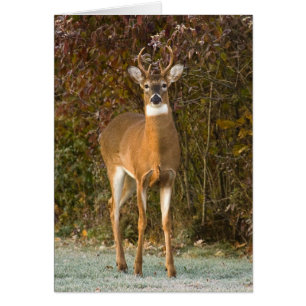 Young Buck