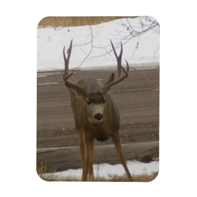 Young Buck Imán Flexible (Vertical)