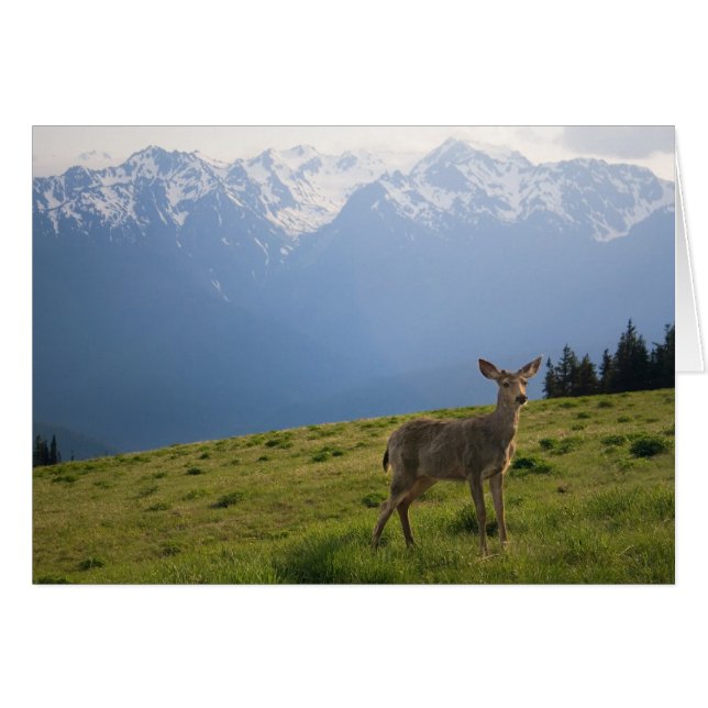 Young Buck y Mt. Olympus Peaks (Anverso (Horizontal))