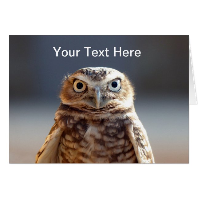 Young Burrowing Owl (Anverso (Horizontal))