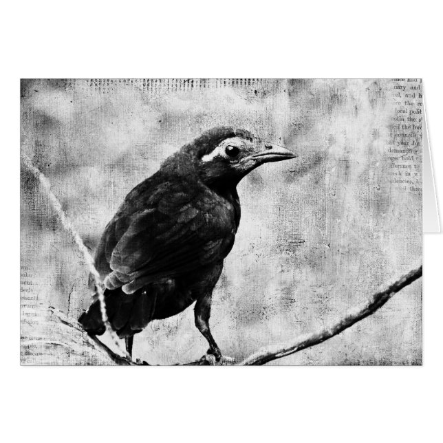 Young Grackle (Anverso (Horizontal))