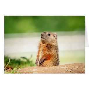 Young Groundhog