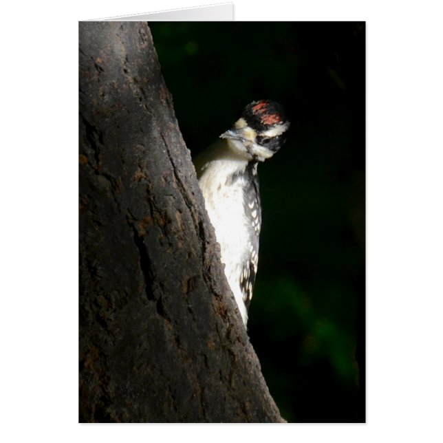 Young Hairy Woodpecker (Frente)