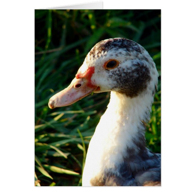 Young Muscovy Hen Duck (Frente)