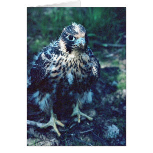 Young Peregrine
