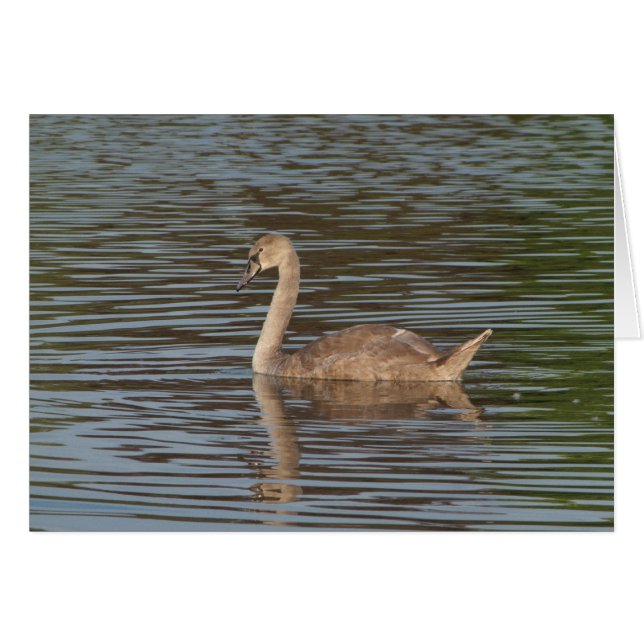 Young Swan (Anverso (Horizontal))