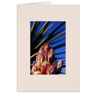 "Yucca #1"