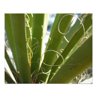 Yucca deja fotografía verde de la naturaleza