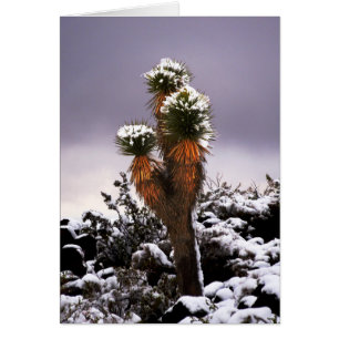 Yucca en la nieve, montaña negra Henderson Nevada