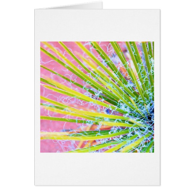 Yucca psicodélica (Frente)