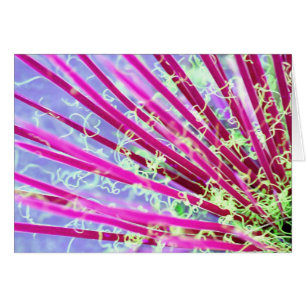 Yucca psicodélica Resumen rojo