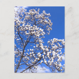 Yulan Magnolia: Postal