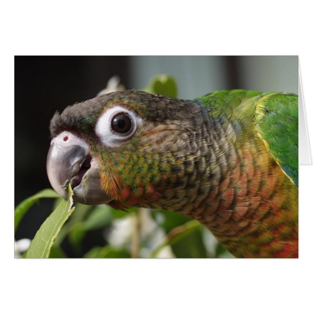 yum (Anverso (Horizontal))