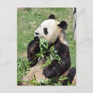 ¡Yum Bamboo! Postal Panda