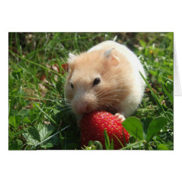 Yummy Strawberry Hammie